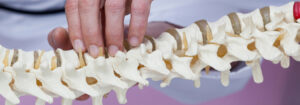 Chiropractor pointing at spinal model to explain spine alignment