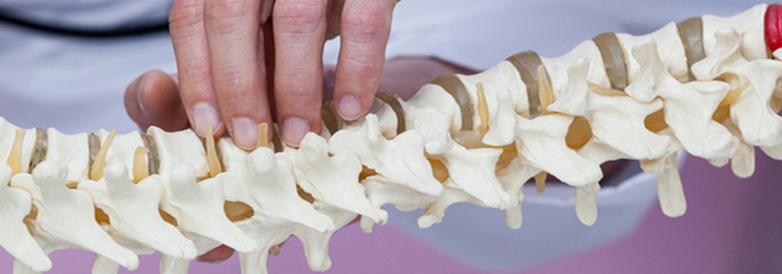 Chiropractor pointing at spinal model to explain spine alignment